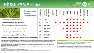 Таблиця, що показує активність шкідників на коноплях у різні місяці року.