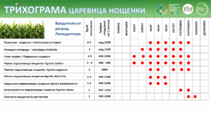 Таблиця з даними про шкідників кукурудзи, включаючи різні види та місяці активності.
