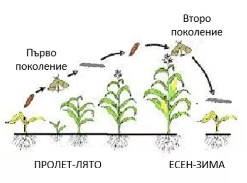 Ілюстрація життєвого циклу комах з етапами розвитку від личинки до дорослої форми.