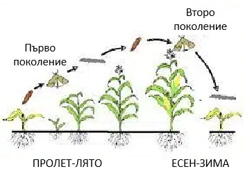 Схема, що демонструє цикл на розвиток на бджоли с етапи з яйце до дорослі комахи.