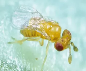 Мікроскопічна комаха Trichogramma Achaeae з жовтим забарвленням і червоними очима.
