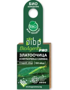 Alternative view of Золотоочка Chrysoperla carnea — яйця