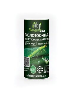 Золотоочка Chrysoperla carnea — 10 000 яєць